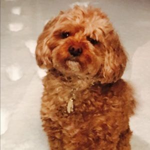 Meet your Posher, David